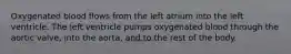 Oxygenated blood flows from the left atrium into the left ventricle. The left ventricle pumps oxygenated blood through the aortic valve, into the aorta, and to the rest of the body.