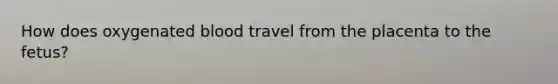 How does oxygenated blood travel from the placenta to the fetus?