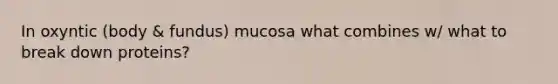 In oxyntic (body & fundus) mucosa what combines w/ what to break down proteins?