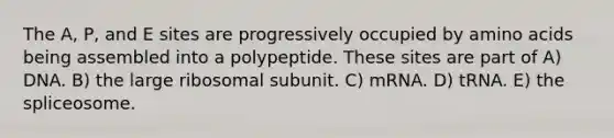 The A, P, and E sites are progressively occupied by <a href='https://www.questionai.com/knowledge/k9gb720LCl-amino-acids' class='anchor-knowledge'>amino acids</a> being assembled into a polypeptide. These sites are part of A) DNA. B) the large ribosomal subunit. C) mRNA. D) tRNA. E) the spliceosome.