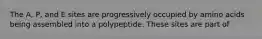 The A, P, and E sites are progressively occupied by amino acids being assembled into a polypeptide. These sites are part of