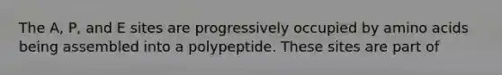 The A, P, and E sites are progressively occupied by amino acids being assembled into a polypeptide. These sites are part of