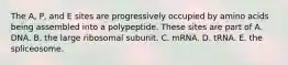 The A, P, and E sites are progressively occupied by amino acids being assembled into a polypeptide. These sites are part of A. DNA. B. the large ribosomal subunit. C. mRNA. D. tRNA. E. the spliceosome.