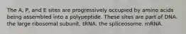 The A, P, and E sites are progressively occupied by amino acids being assembled into a polypeptide. These sites are part of DNA. the large ribosomal subunit. tRNA. the spliceosome. mRNA.