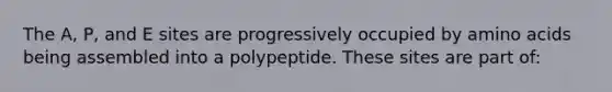 The A, P, and E sites are progressively occupied by amino acids being assembled into a polypeptide. These sites are part of: