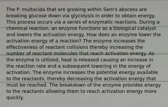 The P. multocida that are growing within Sam's abscess are breaking glucose down via glycolysis in order to obtain energy. This process occurs via a series of enzymatic reactions. During a chemical reaction, an enzyme functions as a biological catalyst and lowers the activation energy. How does an enzyme lower the activation energy of a reaction? The enzyme increases the effectiveness of reactant collisions thereby increasing the number of reactant molecules that reach activation energy. As the enzyme is utilized, heat is released causing an increase in the reaction rate and a subsequent lowering in the energy of activation. The enzyme increases the potential energy available to the reactants, thereby decreasing the activation energy that must be reached. The breakdown of the enzyme provides energy to the reactants allowing them to reach activation energy more quickly.