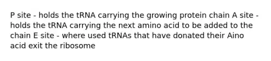 P site - holds the tRNA carrying the growing protein chain A site - holds the tRNA carrying the next amino acid to be added to the chain E site - where used tRNAs that have donated their Aino acid exit the ribosome