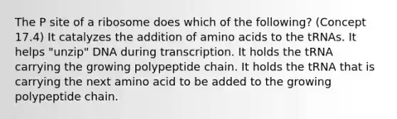 The P site of a ribosome does which of the following? (Concept 17.4) It catalyzes the addition of amino acids to the tRNAs. It helps "unzip" DNA during transcription. It holds the tRNA carrying the growing polypeptide chain. It holds the tRNA that is carrying the next amino acid to be added to the growing polypeptide chain.