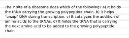 The P site of a ribosome does which of the following? a) It holds the tRNA carrying the growing polypeptide chain. b) It helps "unzip" DNA during transcription. c) It catalyzes the addition of amino acids to the tRNAs. d) It holds the tRNA that is carrying the next amino acid to be added to the growing polypeptide chain.