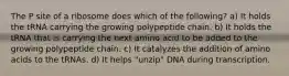 The P site of a ribosome does which of the following? a) It holds the tRNA carrying the growing polypeptide chain. b) It holds the tRNA that is carrying the next amino acid to be added to the growing polypeptide chain. c) It catalyzes the addition of amino acids to the tRNAs. d) It helps "unzip" DNA during transcription.