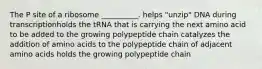 The P site of a ribosome __________. helps "unzip" DNA during transcriptionholds the tRNA that is carrying the next amino acid to be added to the growing polypeptide chain catalyzes the addition of amino acids to the polypeptide chain of adjacent amino acids holds the growing polypeptide chain