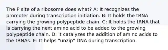 The P site of a ribosome does what? A: It recognizes the promoter during transcription initiation. B: It holds the tRNA carrying the growing polypeptide chain. C: It holds the tRNA that is carrying the next amino acid to be added to the growing polypeptide chain. D: It catalyzes the addition of amino acids to the tRNAs. E: It helps "unzip" DNA during transcription.