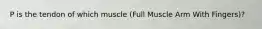 P is the tendon of which muscle (Full Muscle Arm With Fingers)?