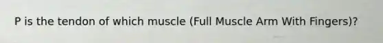 P is the tendon of which muscle (Full Muscle Arm With Fingers)?