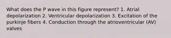 What does the P wave in this figure represent? 1. Atrial depolarization 2. Ventricular depolarization 3. Excitation of the purkinje fibers 4. Conduction through the atrioventricular (AV) valves