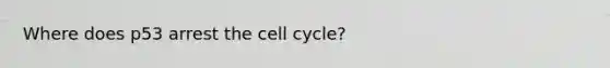 Where does p53 arrest the cell cycle?