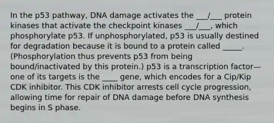 In the p53 pathway, DNA damage activates the ___/___ protein kinases that activate the checkpoint kinases ___/___, which phosphorylate p53. If unphosphorylated, p53 is usually destined for degradation because it is bound to a protein called _____. (Phosphorylation thus prevents p53 from being bound/inactivated by this protein.) p53 is a transcription factor—one of its targets is the ____ gene, which encodes for a Cip/Kip CDK inhibitor. This CDK inhibitor arrests cell cycle progression, allowing time for repair of DNA damage before DNA synthesis begins in S phase.