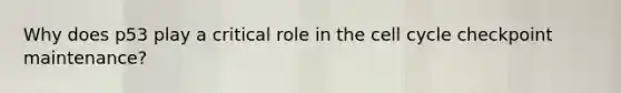 Why does p53 play a critical role in the cell cycle checkpoint maintenance?