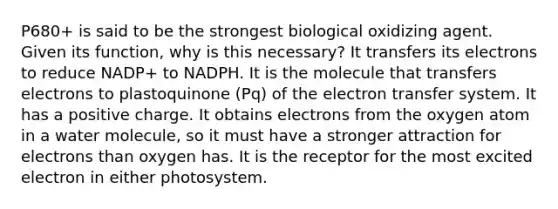 P680+ is said to be the strongest biological oxidizing agent. Given its function, why is this necessary? It transfers its electrons to reduce NADP+ to NADPH. It is the molecule that transfers electrons to plastoquinone (Pq) of the <a href='https://www.questionai.com/knowledge/kzP6QOcY63-electron-transfer' class='anchor-knowledge'>electron transfer</a> system. It has a positive charge. It obtains electrons from the oxygen atom in a water molecule, so it must have a stronger attraction for electrons than oxygen has. It is the receptor for the most excited electron in either photosystem.