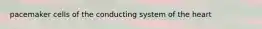 pacemaker cells of the conducting system of the heart