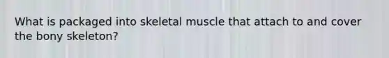 What is packaged into skeletal muscle that attach to and cover the bony skeleton?