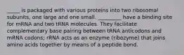 _____ is packaged with various proteins into two ribosomal subunits, one large and one small. _________ have a binding site for mRNA and two tRNA molecules. They facilitate complementary base pairing between tRNA anticodons and mRNA codons; rRNA acts as an enzyme (ribozyme) that joins amino acids together by means of a peptide bond.