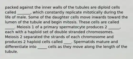 packed against the inner walls of the tubules are diploid cells called _______, which constantly replicate mitotically during the life of male. Some of the daughter cells move inwards toward the lumen of the tubule and begin mitosis. These cells are called _____. Meiosis 1 of a primary spermatocyte produces 2 ______, each with a haploid set of double stranded chromosomes. Meiosis 2 separated the strands of each chromosome and produces 2 haploid cells called ____. Spermatids mature and differentiate into _____ cells as they move along the length of the tubule.