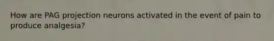 How are PAG projection neurons activated in the event of pain to produce analgesia?