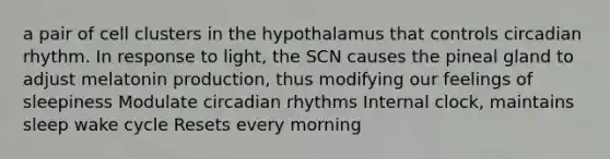 a pair of cell clusters in the hypothalamus that controls circadian rhythm. In response to light, the SCN causes the pineal gland to adjust melatonin production, thus modifying our feelings of sleepiness Modulate <a href='https://www.questionai.com/knowledge/k8XAG3VjEz-circadian-rhythms' class='anchor-knowledge'>circadian rhythms</a> Internal clock, maintains sleep wake cycle Resets every morning