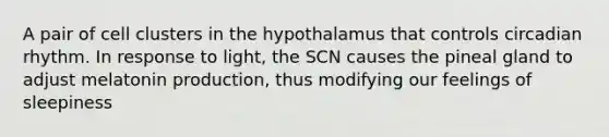 A pair of cell clusters in the hypothalamus that controls circadian rhythm. In response to light, the SCN causes the pineal gland to adjust melatonin production, thus modifying our feelings of sleepiness