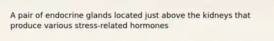 A pair of endocrine glands located just above the kidneys that produce various stress-related hormones