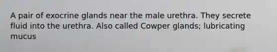 A pair of exocrine glands near the male urethra. They secrete fluid into the urethra. Also called Cowper glands; lubricating mucus