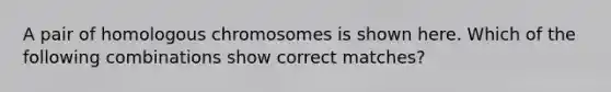 A pair of homologous chromosomes is shown here. Which of the following combinations show correct matches?