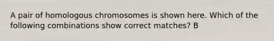 A pair of homologous chromosomes is shown here. Which of the following combinations show correct matches? B