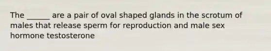 The ______ are a pair of oval shaped glands in the scrotum of males that release sperm for reproduction and male sex hormone testosterone