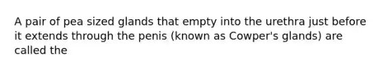 A pair of pea sized glands that empty into the urethra just before it extends through the penis (known as Cowper's glands) are called the