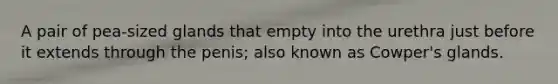 A pair of pea-sized glands that empty into the urethra just before it extends through the penis; also known as Cowper's glands.