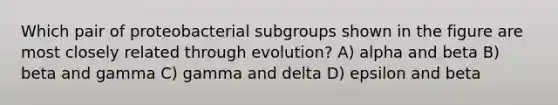 Which pair of proteobacterial subgroups shown in the figure are most closely related through evolution? A) alpha and beta B) beta and gamma C) gamma and delta D) epsilon and beta