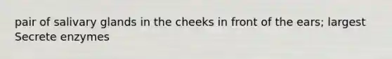 pair of salivary glands in the cheeks in front of the ears; largest Secrete enzymes