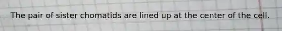The pair of sister chomatids are lined up at the center of the cell.