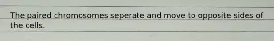 The paired chromosomes seperate and move to opposite sides of the cells.