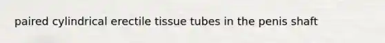 paired cylindrical erectile tissue tubes in the penis shaft