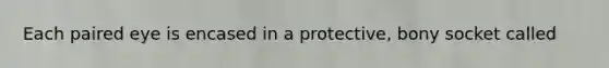 Each paired eye is encased in a protective, bony socket called