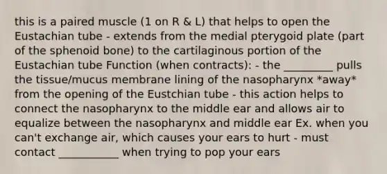 this is a paired muscle (1 on R & L) that helps to open the Eustachian tube - extends from the medial pterygoid plate (part of the sphenoid bone) to the cartilaginous portion of the Eustachian tube Function (when contracts): - the _________ pulls the tissue/mucus membrane lining of the nasopharynx *away* from the opening of the Eustchian tube - this action helps to connect the nasopharynx to the middle ear and allows air to equalize between the nasopharynx and middle ear Ex. when you can't exchange air, which causes your ears to hurt - must contact ___________ when trying to pop your ears