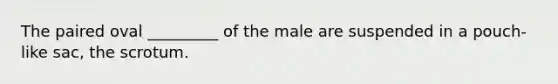 The paired oval _________ of the male are suspended in a pouch-like sac, the scrotum.