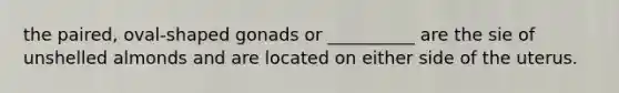 the paired, oval-shaped gonads or __________ are the sie of unshelled almonds and are located on either side of the uterus.