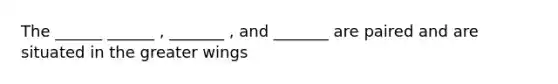 The ______ ______ , _______ , and _______ are paired and are situated in the greater wings