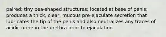 paired; tiny pea-shaped structures; located at base of penis; produces a thick, clear, mucous pre-ejaculate secretion that lubricates the tip of the penis and also neutralizes any traces of acidic urine in the urethra prior to ejaculation