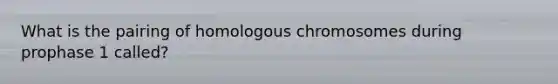 What is the pairing of homologous chromosomes during prophase 1 called?