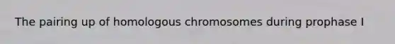 The pairing up of homologous chromosomes during prophase I